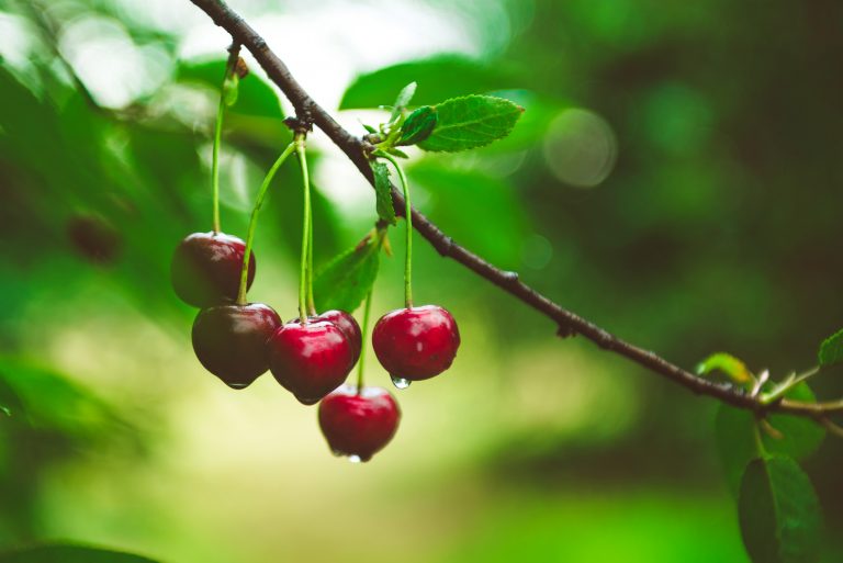 Ripe cherries hanging from a cherry tree branch. Water droplets on fruits, cherry orchard after the rain