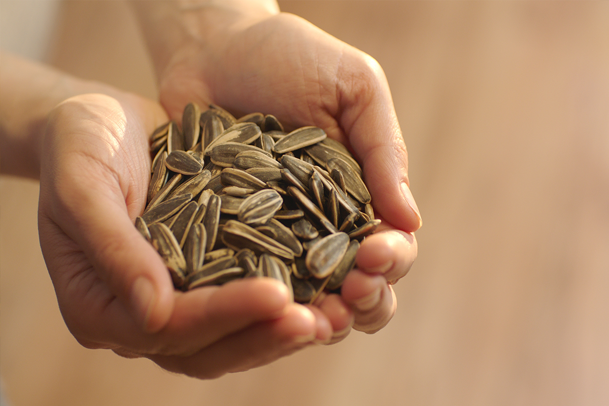 Sunflower Seed P’
