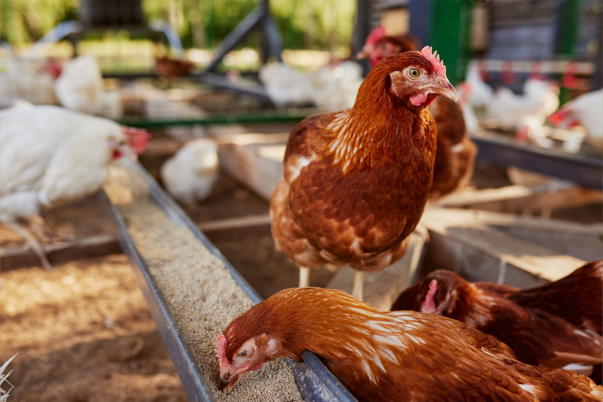 Superbugs, Viruses, and Agribusiness