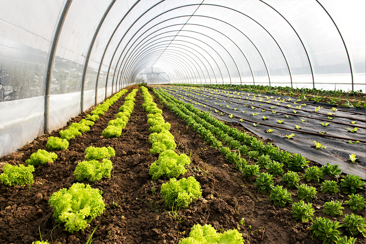 The Next Generation of Genetically Engineered Foods