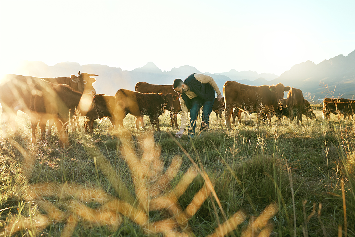 The Real Dope on Beef Hormones