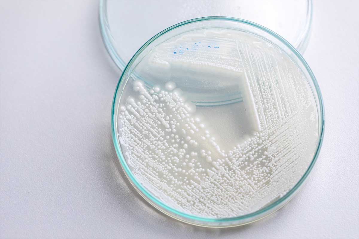 There’s No Life Without Friendly Bacteria!