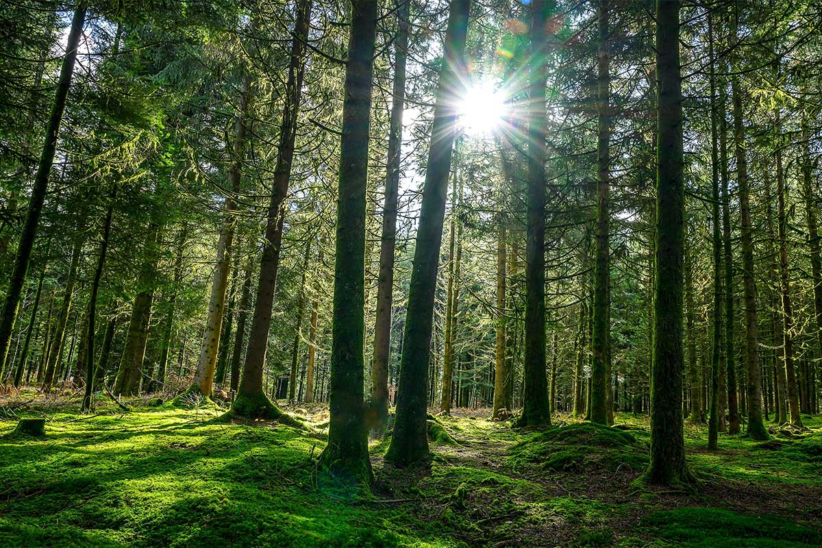 Trade your clunker for cleaner air