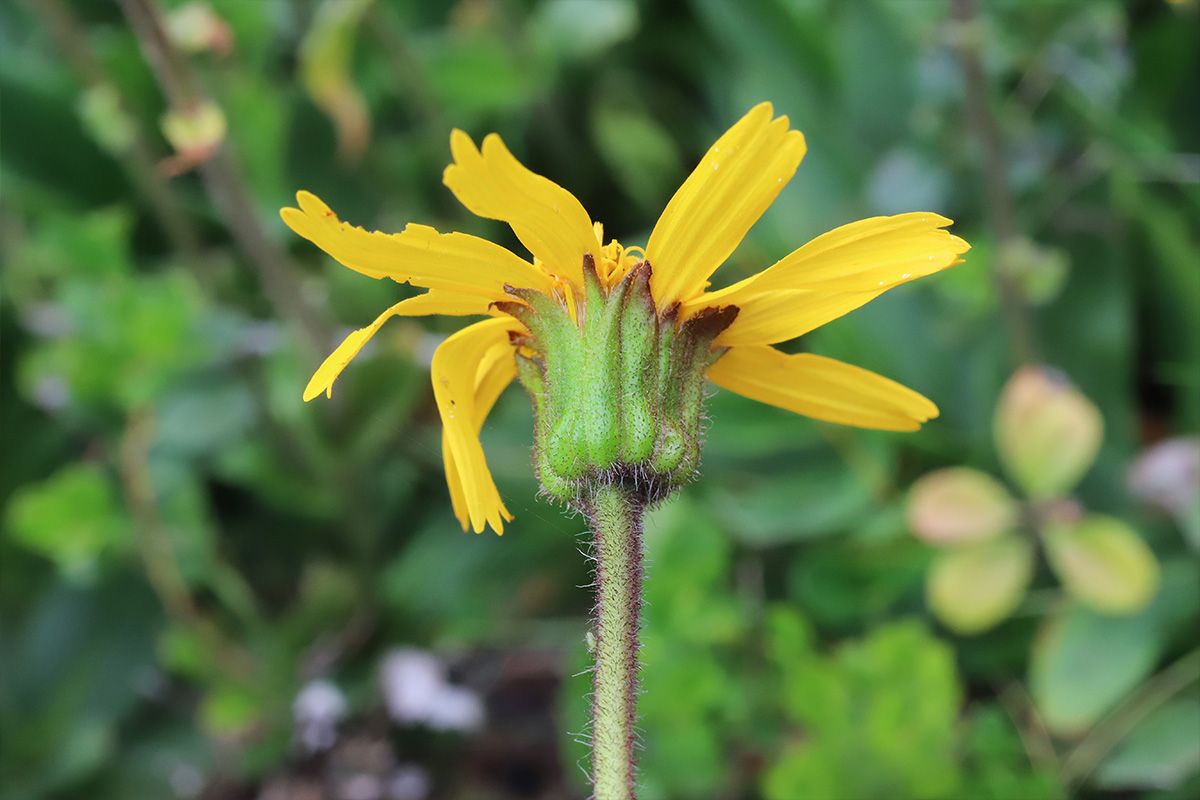 Treating Sports Injuries With Homeopathy