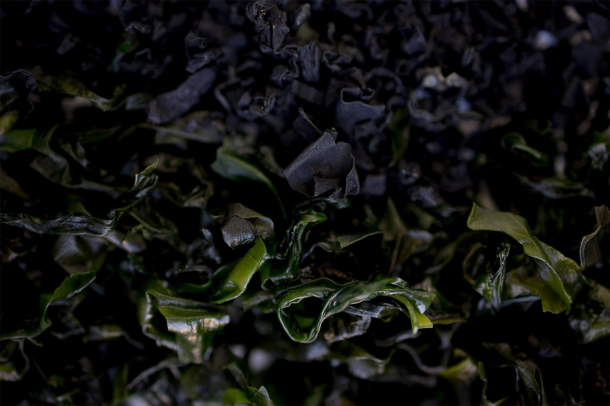 Treasure Filled Sea Garden