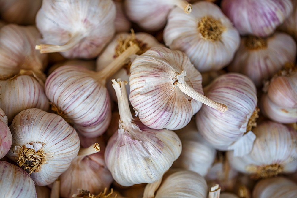 The Benefits of Bountiful Garlic