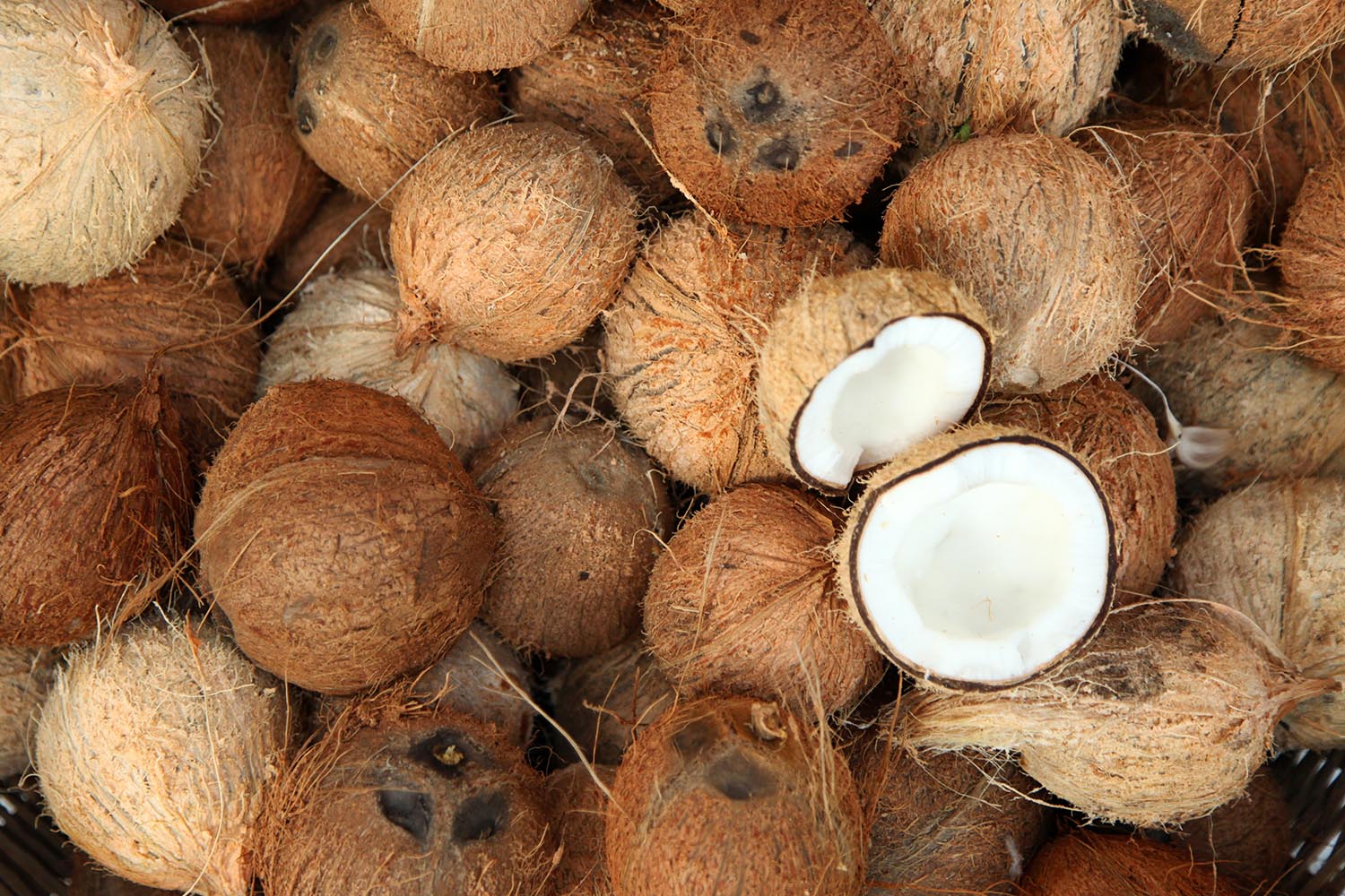 Everything You Wanted to Know About Coconut