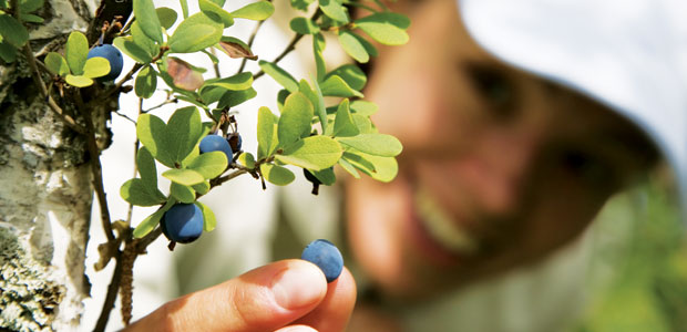 Beneficial  Bilberry