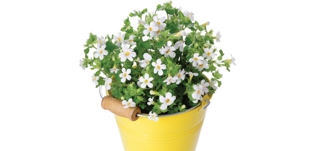 Bacopa