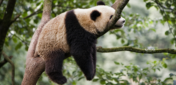 Wildlife Wednesday: Giant Panda