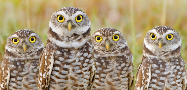 Wildlife Wednesday: Burrowing Owl