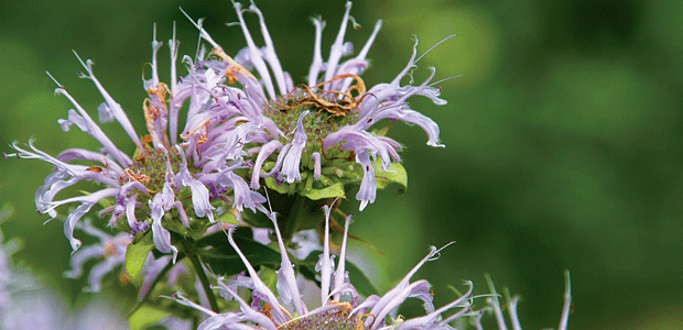 Medicinal Plants Under Pressure