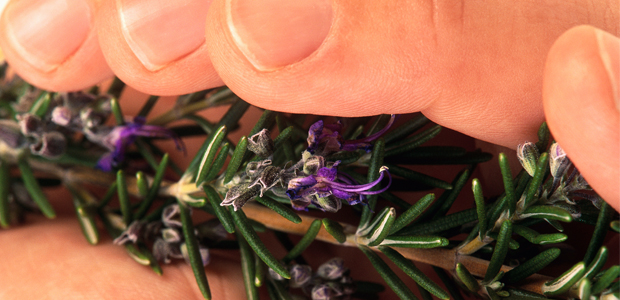 Herbs You Won’t Forget