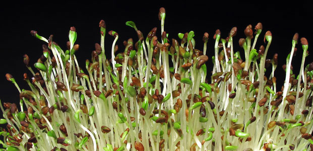 Feed a Healthy Weight