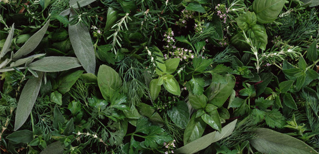 Herb Flavors To Savor