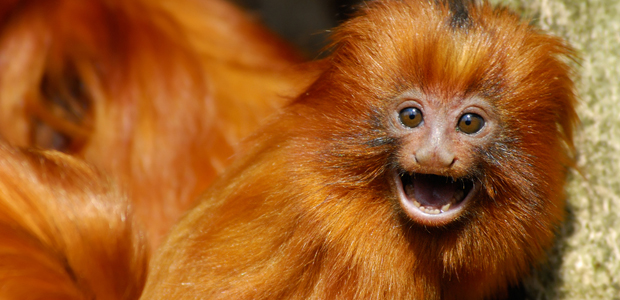 Wildlife Wednesday: Golden Lion Tamarin