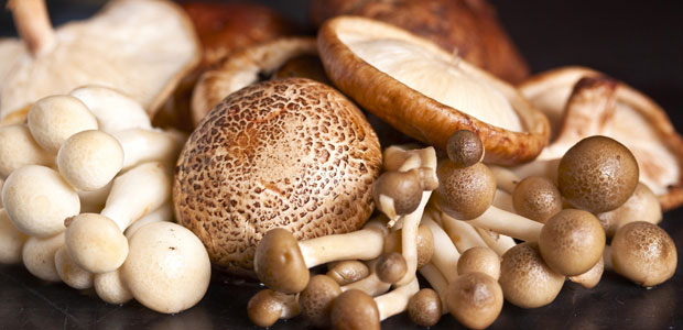Meatless Monday: Mushrooms