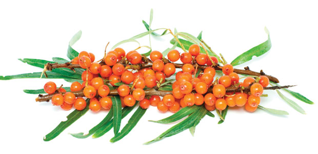 Flying with Sea Buckthorn