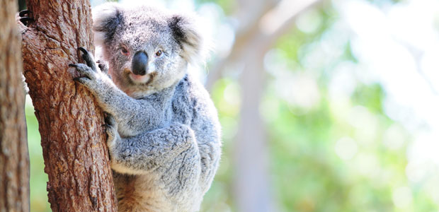 Wildlife Wednesday: Koala