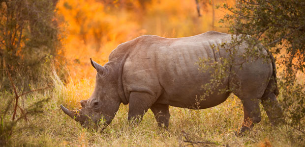 Wildlife Wednesday: Black Rhino