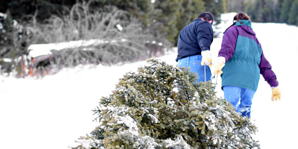 Mold Found on Christmas Trees