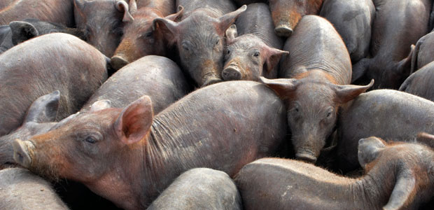 Genetically Engineered Pigs and Salmon