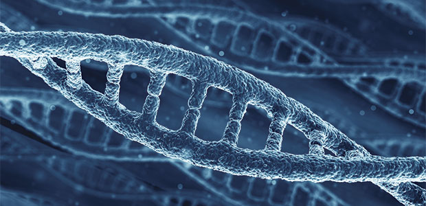 Telomere Length and Aging