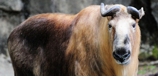 Wildlife Wednesday: Takin