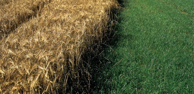 Bio-Dynamic Agriculture