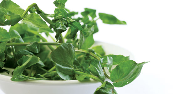 Discover the Wonders of Watercress