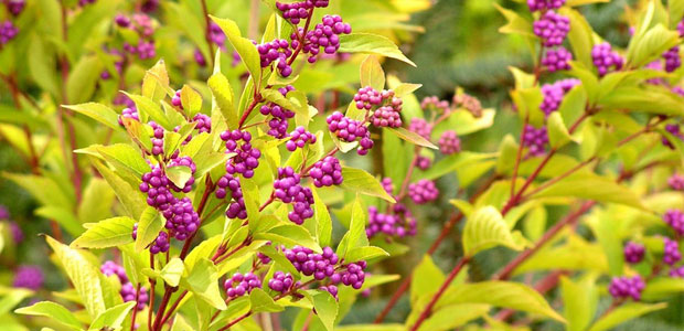 Mother Nature Wins Again