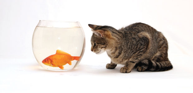 Solve Pet Kibble Quibbles