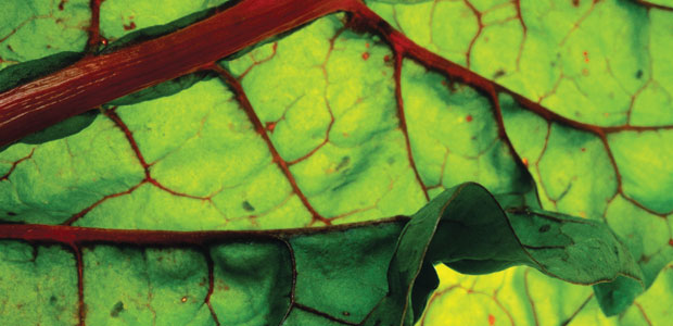 Untangling the Yo-Yo