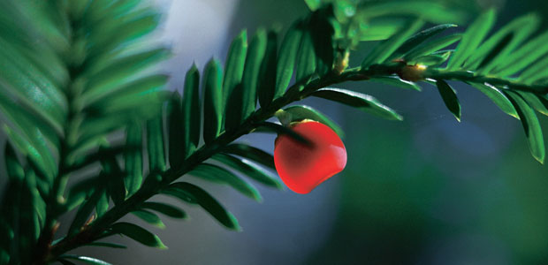 Sprouting Back to Health