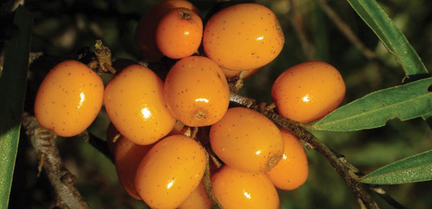 Sea Buckthorn Oils