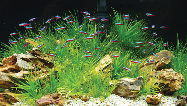 Eco-Friendly Aquariums
