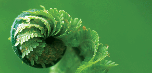 Spring’s Green Goodness