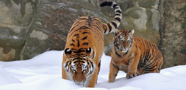 Wildlife Wednesday: Amur Tiger