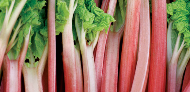 Rhubarb