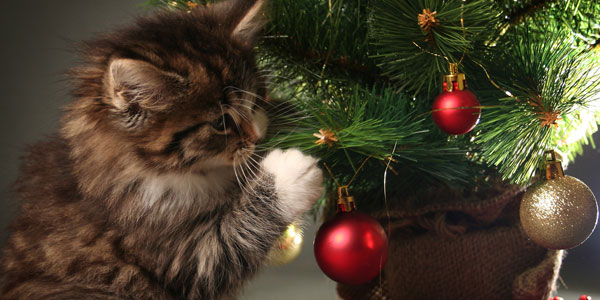 Happy Pet-Safe Holidays