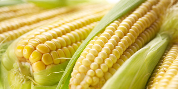 What’s next for the GMO-Free Project?