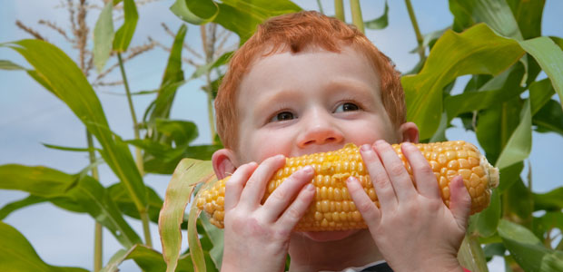 New Study links GM Corn to Organ Damage and Early Death