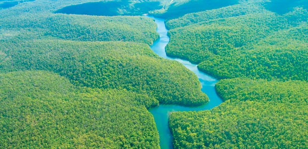 Ruining the Rainforest