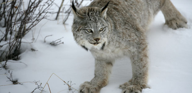 Wildlife Wednesday: Canada Lynx