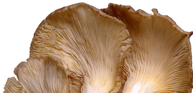 Maitake Mushroom