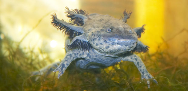 Wildlife Wednesday: Axolotl