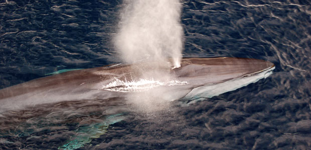 Wildlife Wednesday: Fin Whale