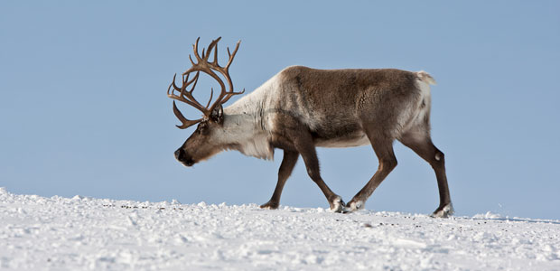Wildlife Wednesday: Reindeer