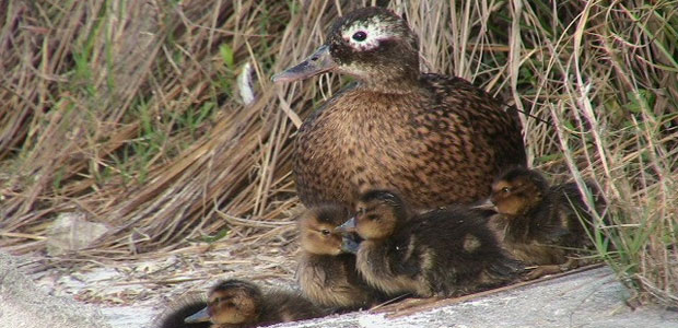 Wildlife Wednesday: Laysan Duck