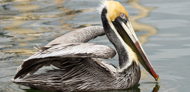 Wildlife Wednesday: Brown Pelican